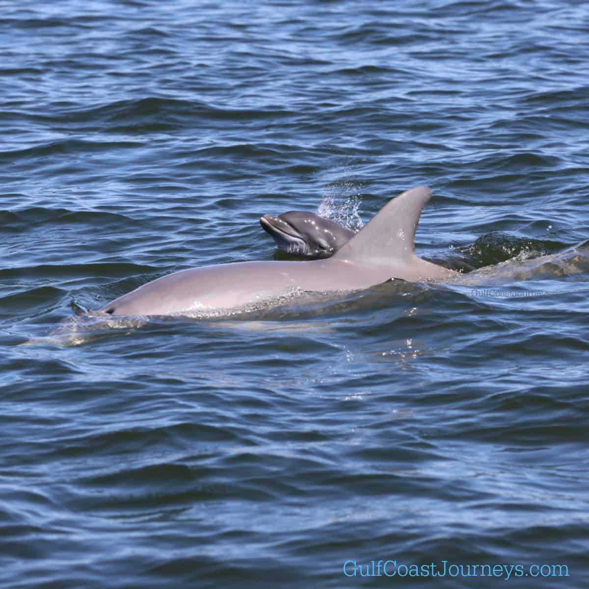 Caribe Cruiser Dolphin Excursion – Orange Beach