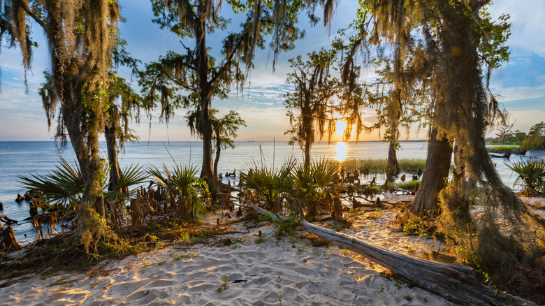 Louisiana’s Hidden Gem: A Coastal Escape With Beaches, Trails, And Cabins
