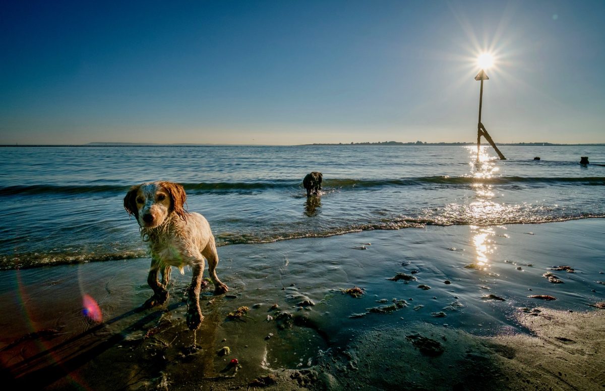 Top Dog-Friendly Beaches in Britain for Summer Fun