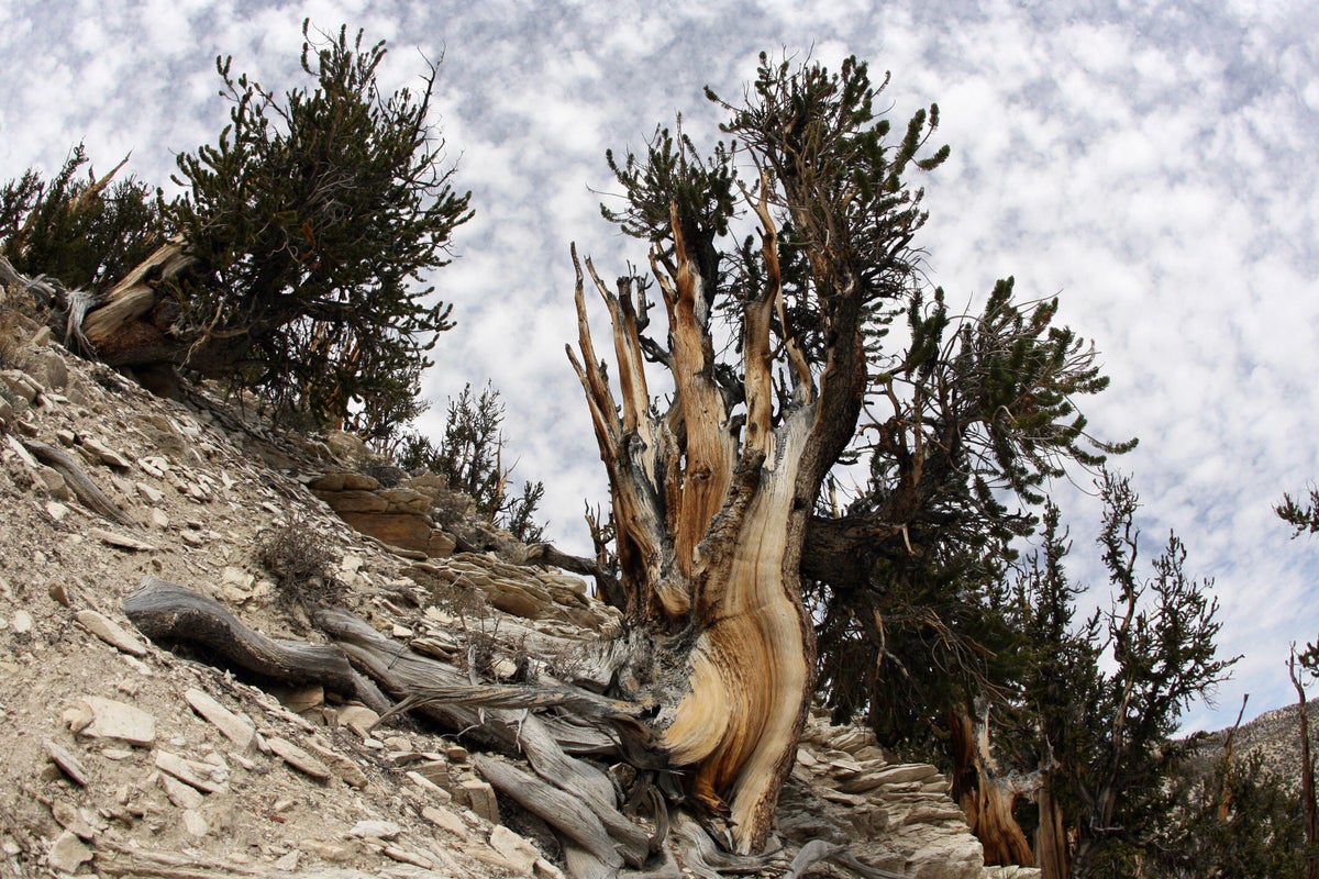 Ancient Tree in California: 5,000-Year-Old Secret