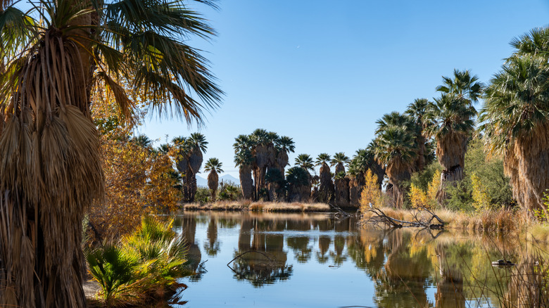 Tucson’s Hidden Desert Oasis: A Shaded Escape with Warm Springs, Wildlife, and Trails