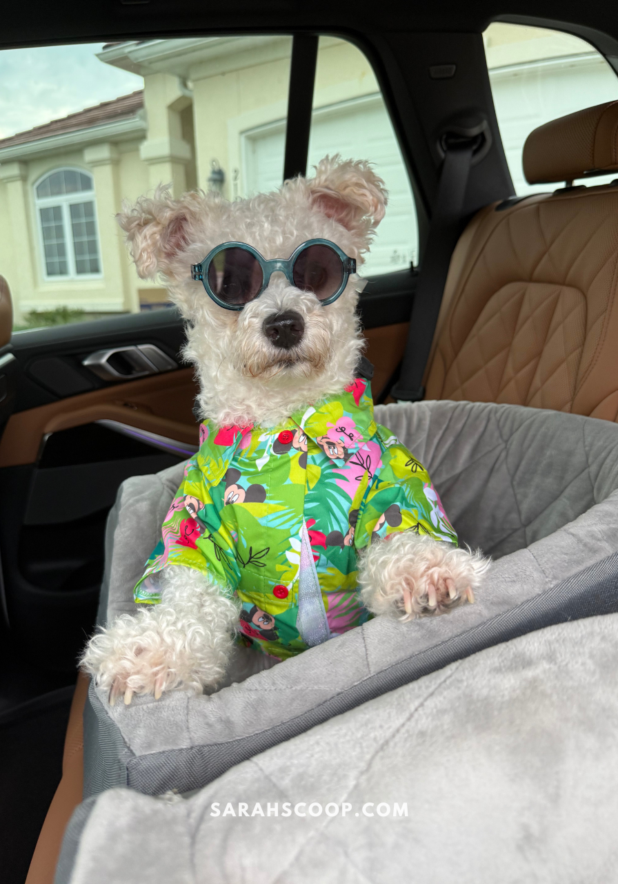 Why I Choose Chewy for Pet Travel Needs