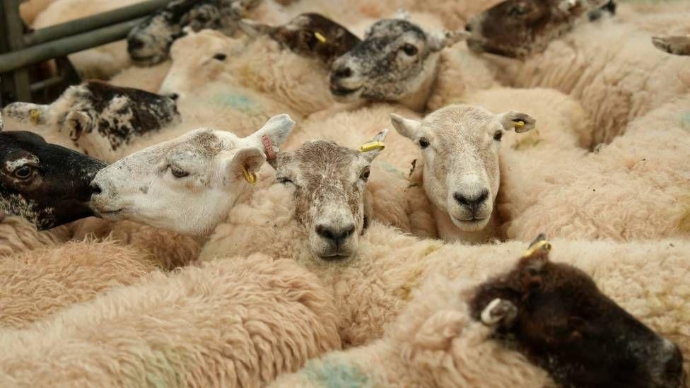 Deadly Livestock Virus Restrictions to Lift