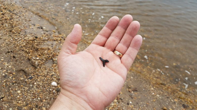 Florida’s Stunning Beach: The Shark Tooth Capital Of The World