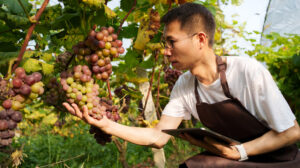 China’s Hidden Wine Revolution: Must-Visit Wineries and Stays
