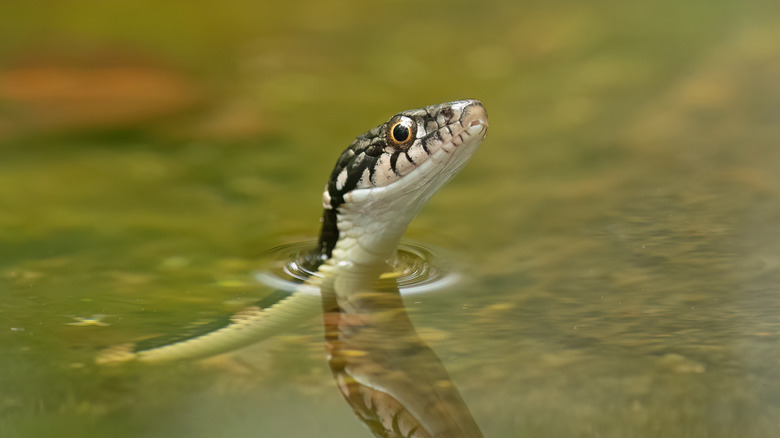 Think Twice Before Wading Into Wisconsin’s Snake-Infested Waters