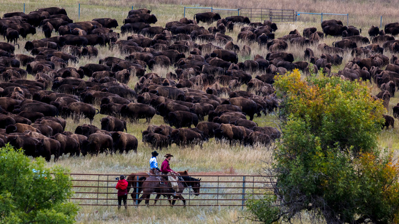 Artsy Festival in Custer State Park Offers Old West Charm, Buffalo, and Stunning Views