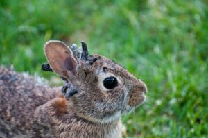Horned and Tentacled Rabbits Are Real — No Need to Fear
