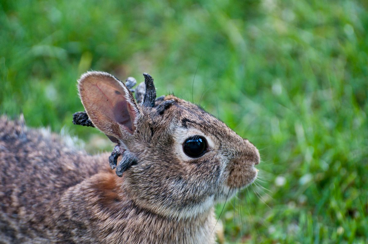 Horned and Tentacled Rabbits Are Real — No Need to Fear