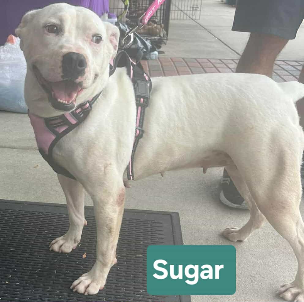 Choose Your New Best Friend: These Dogs and Cats from Jacksonville Long for a Forever Home