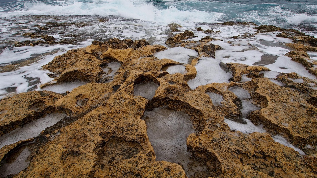 Tidepool Treasures at Ocean Shores Beaches