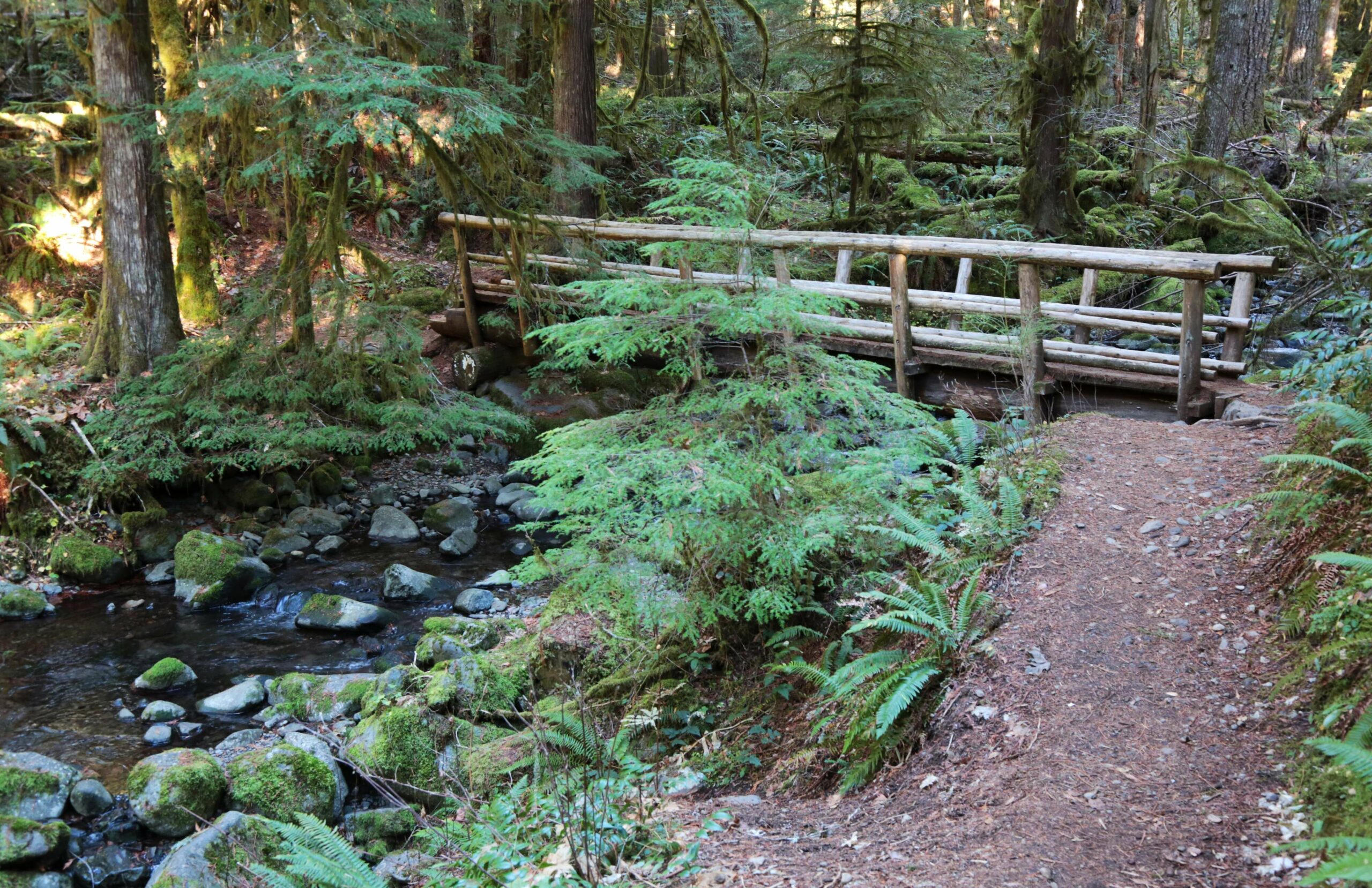 Autumn Trail Magic: 7 Fall Hikes Near Portland in 90 Minutes