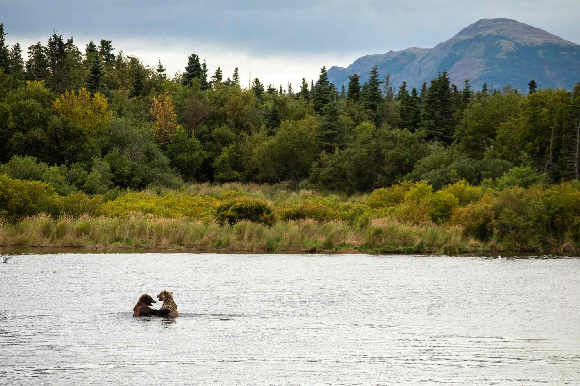 This Vast Remote National Park Matches Yellowstone and Yosemite in Size and Offers Amazing Bear Viewing
