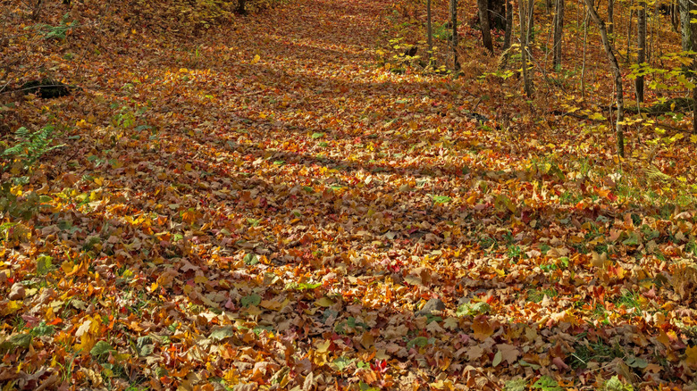 Wisconsin’s Urban Forest Gem: Stunning Fall Colors in Milwaukee