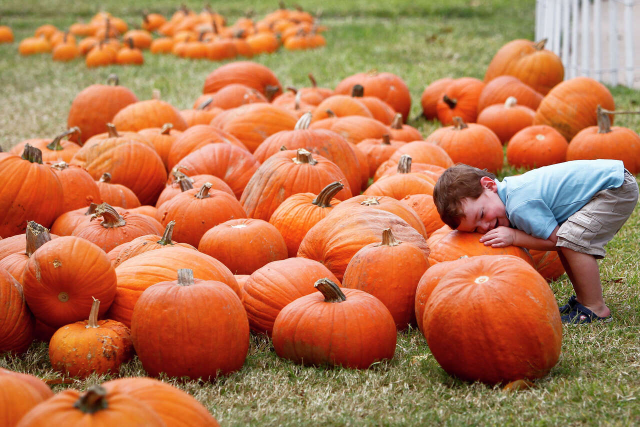 Top Pumpkin Patches in Houston for a Cozy Fall Visit