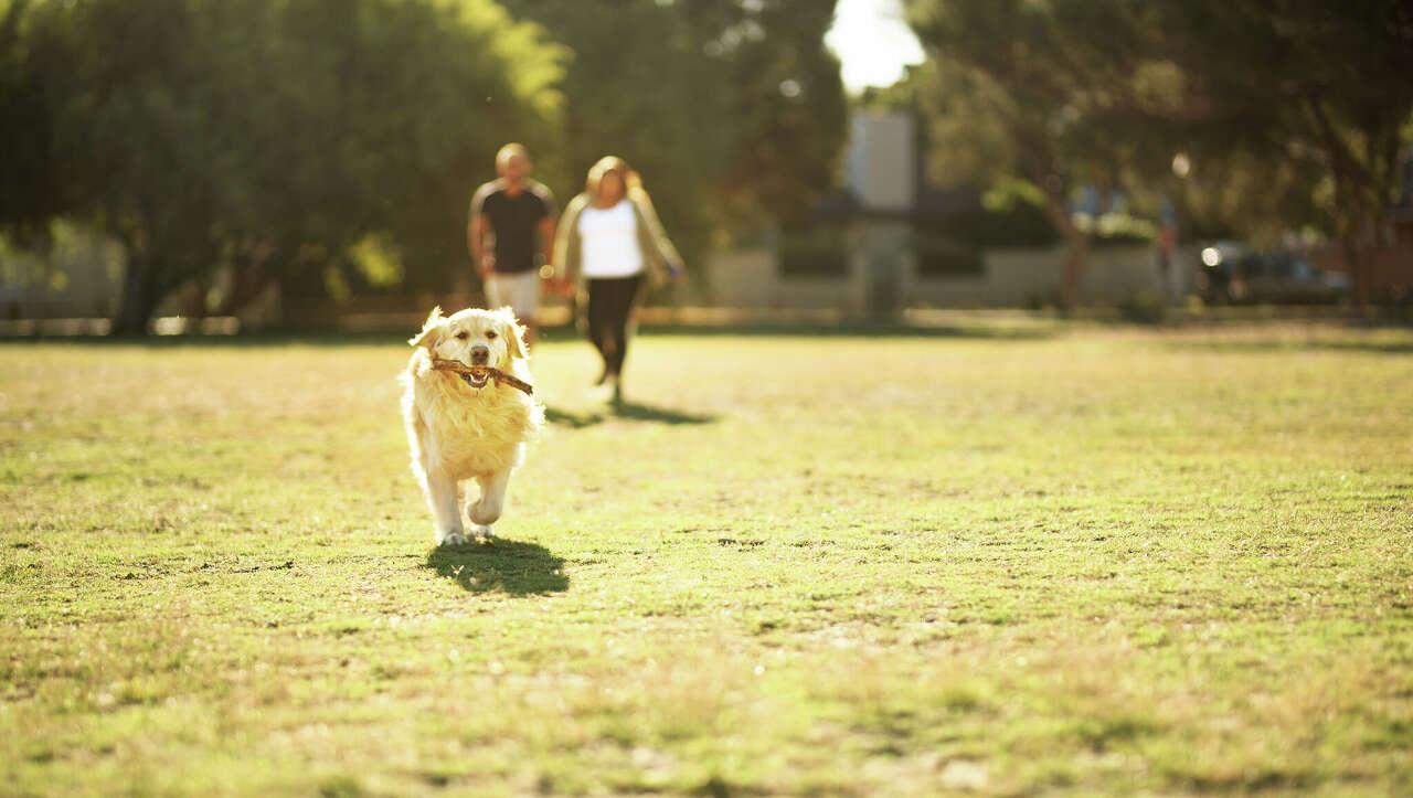 First Members-Only Dog Park Opens in Houston