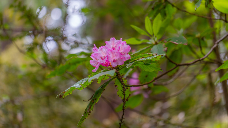 A Hidden Flower Gem On The Sonoma Coast