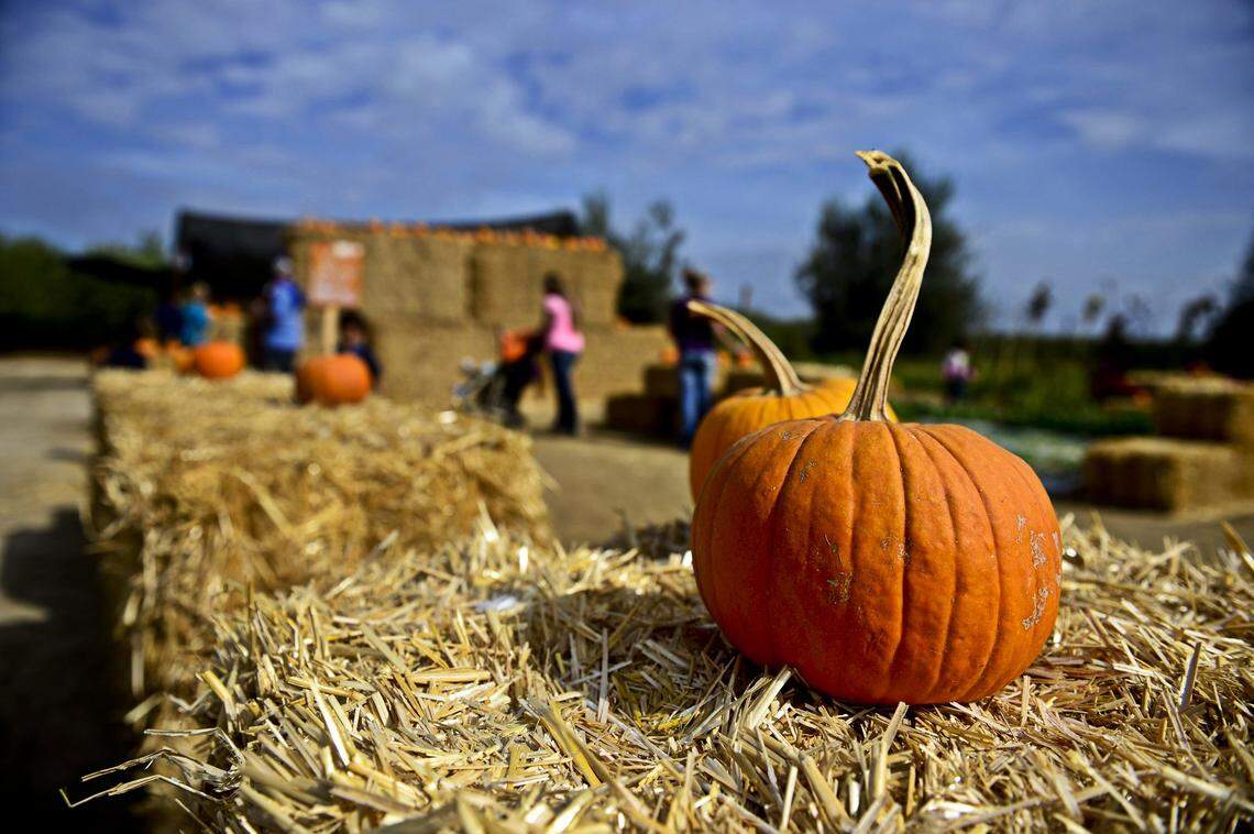 Big Fall Fun Spots in Merced – Find Out Where and When