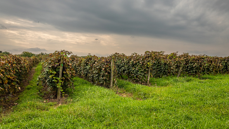 Pennsylvania’s Timeless Winery: A Scenic Getaway with Award-Winning Wines and Rustic Appeal