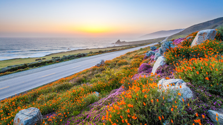 14 Must-See Road Trips for Wildflower Enthusiasts