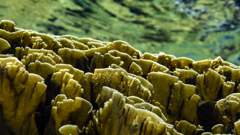 Beware: Deadly Coral in the Caribbean Mistaken for Seaweed