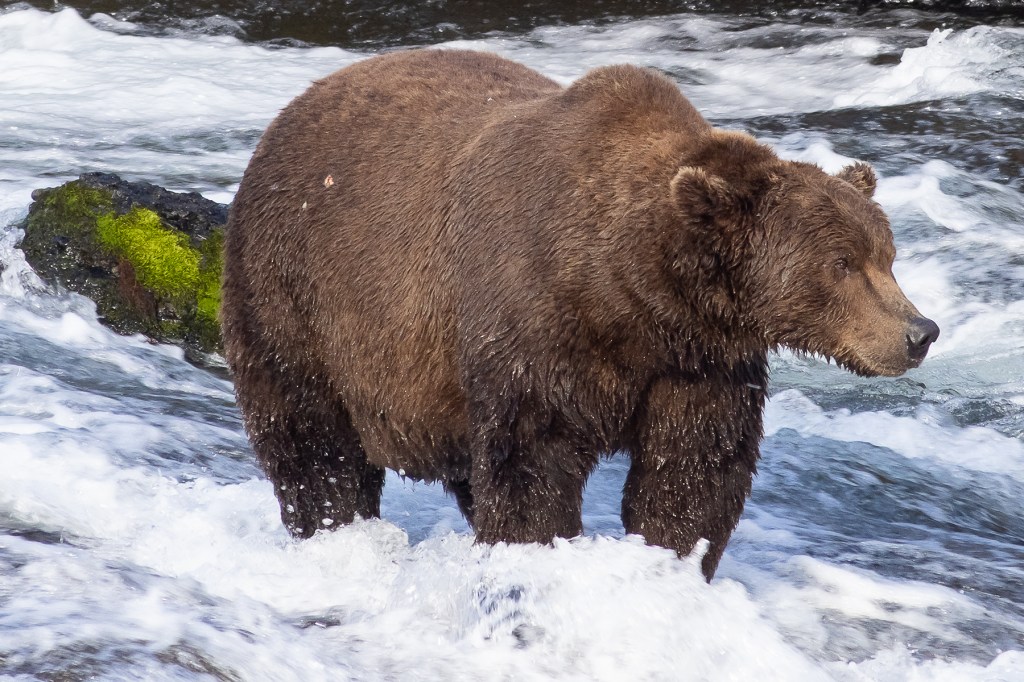 Fat Bear Week Returns to Restore Hope in America