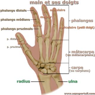 Main Street Wellington Launches New Logo