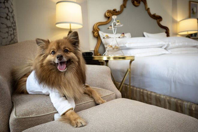What Hotel Chains Allow Dogs 2024 Best Pet Friendly Stays Across the U.S.