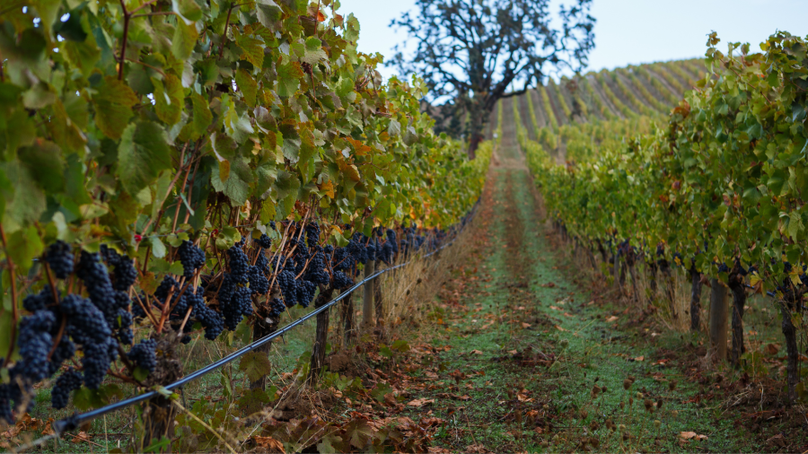 2 Willamette Valley Wineries Named in World’s Top 50 Vineyards