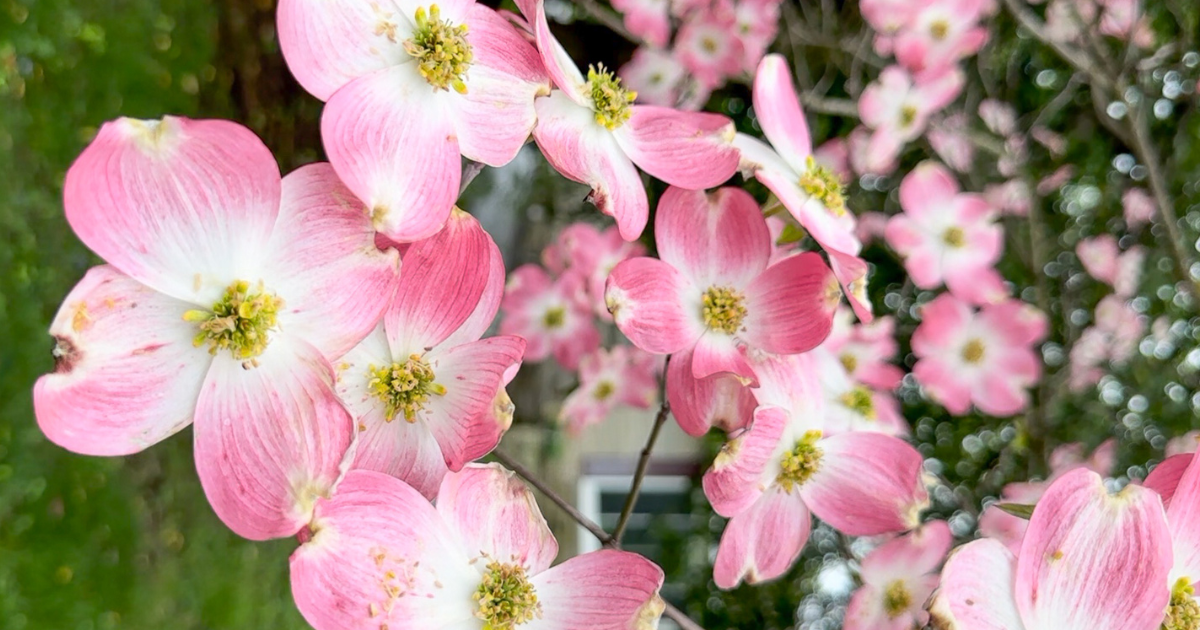 Kentucky’s UNESCO Gem Blooms in Unforgettable Beauty