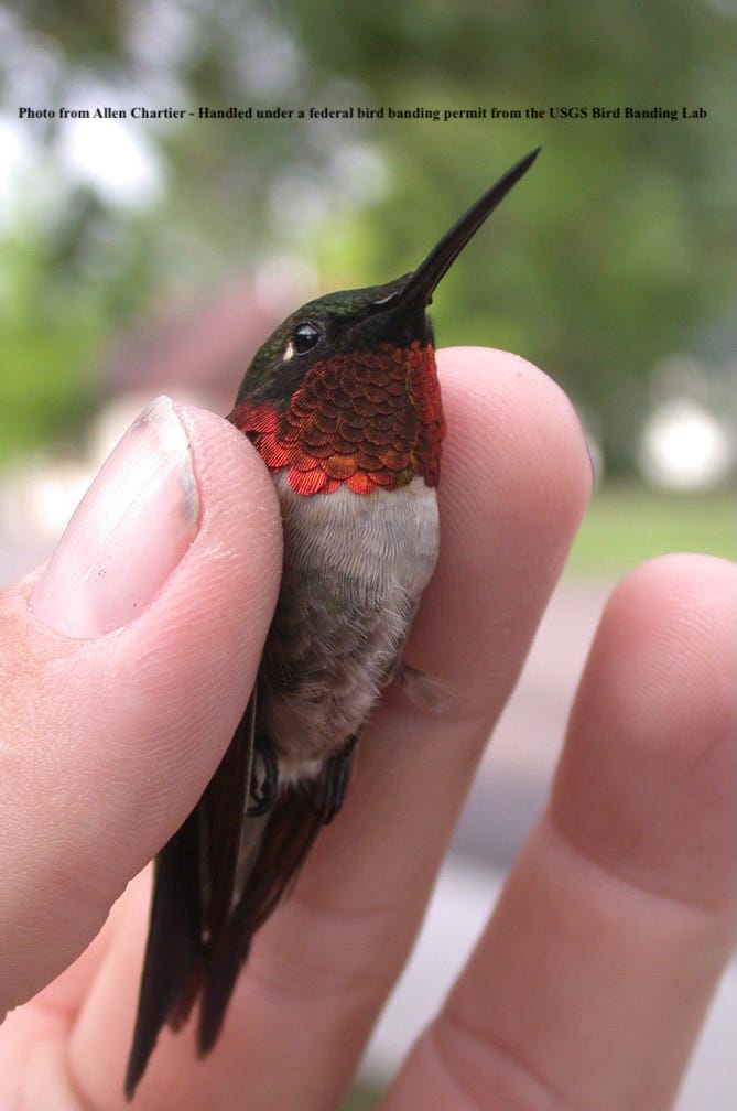 Welcome Mat: Discover Hummingbirds