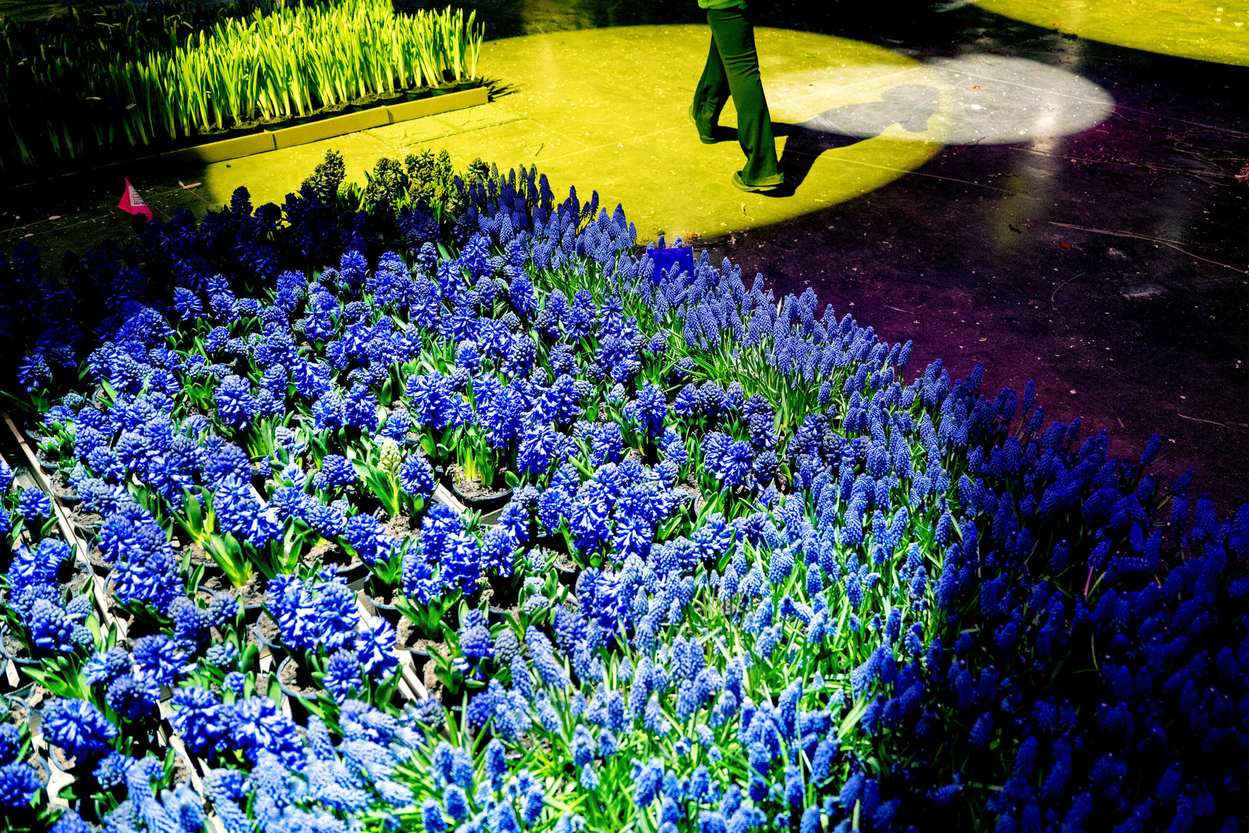 The ultimate flower show guide | Must-see attractions