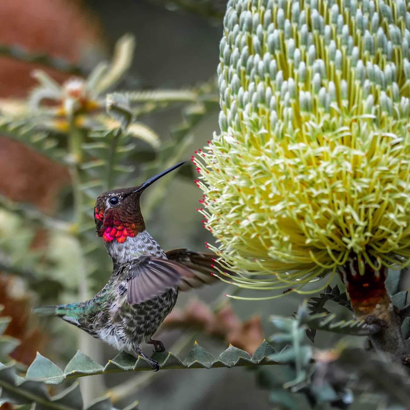 Tom Karwin on Gardening: Hummingbirds in Flight