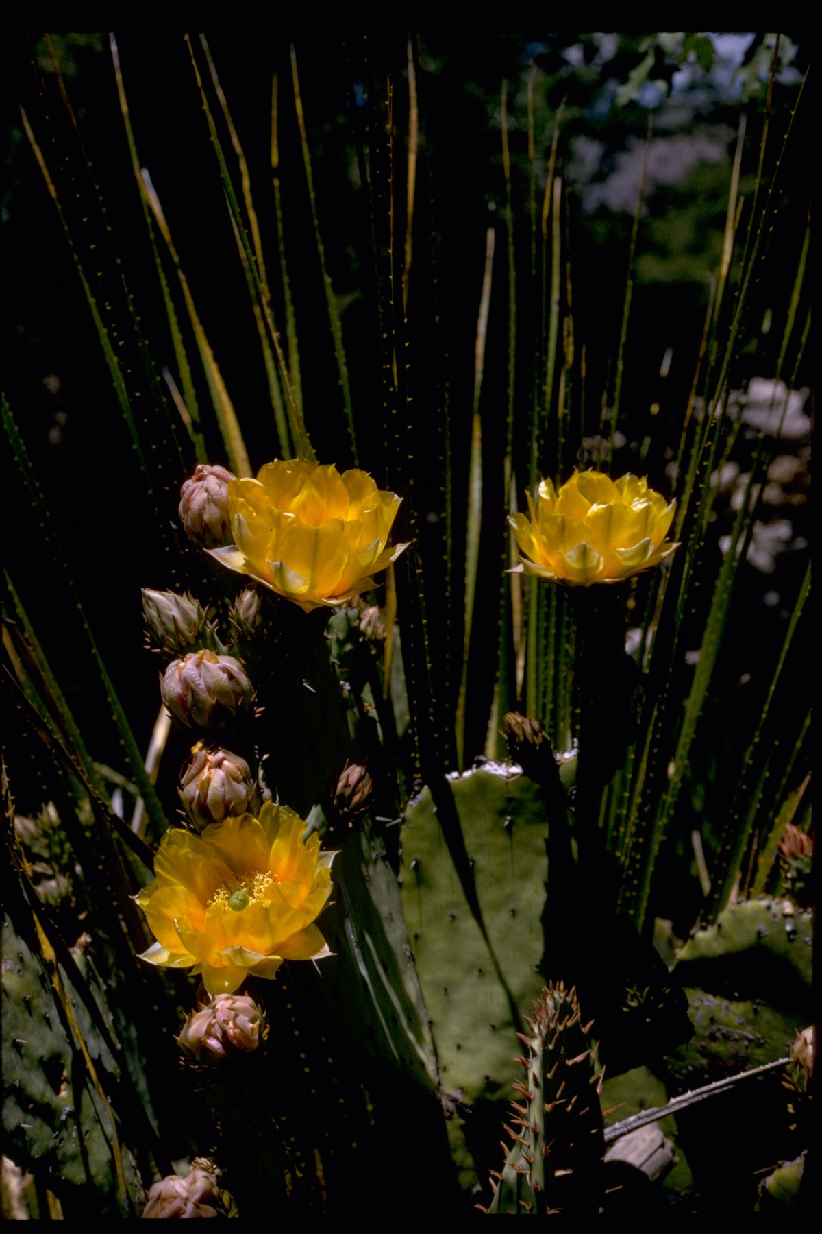 Explore Texas’ Less Crowded National Park for P&Q