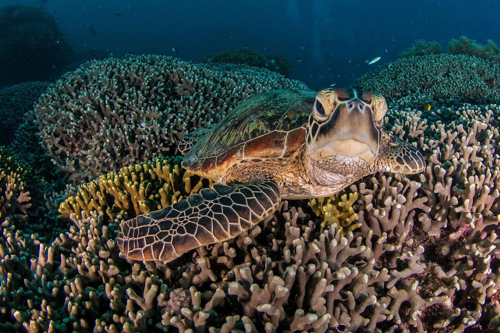 Record-Breaking Coral Colony Discovered on Great Barrier Reef