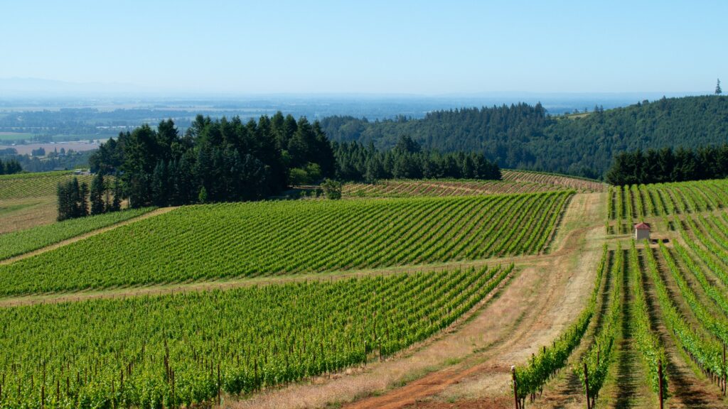 Modern Luxury Meets Dundee Hills at Grange Estate