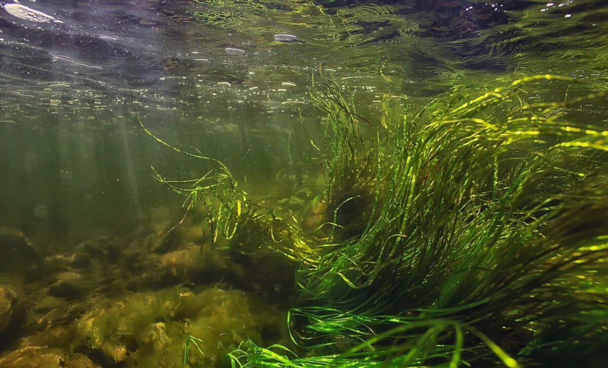 A 4-Meter “Living Fossil” Returns to a Swedish River After 100 Years