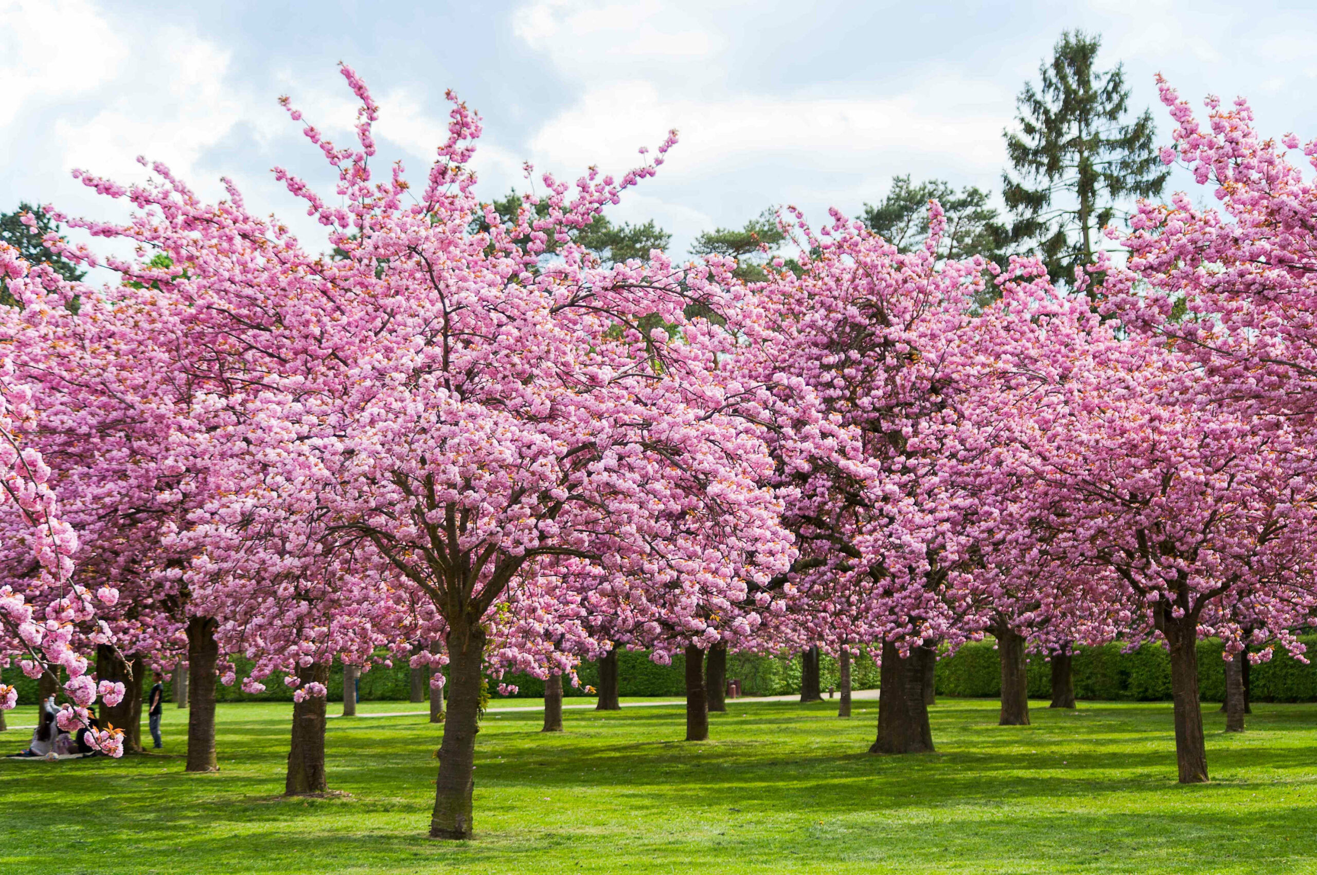 When cherry blossoms will peak bloom across the US