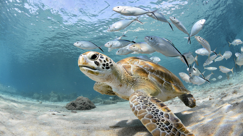 Unique wildlife encounters in the Caribbean