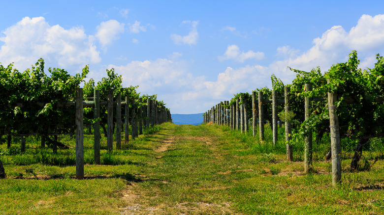 Top 5 Stunning Wineries in the Blue Ridge Mountains for Unforgettable Tasting Experiences