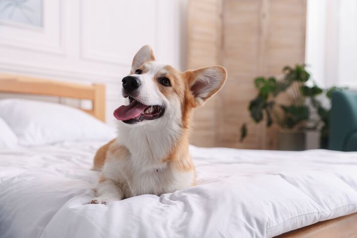 Summer travel? Bring your dog to the hotel with these tips