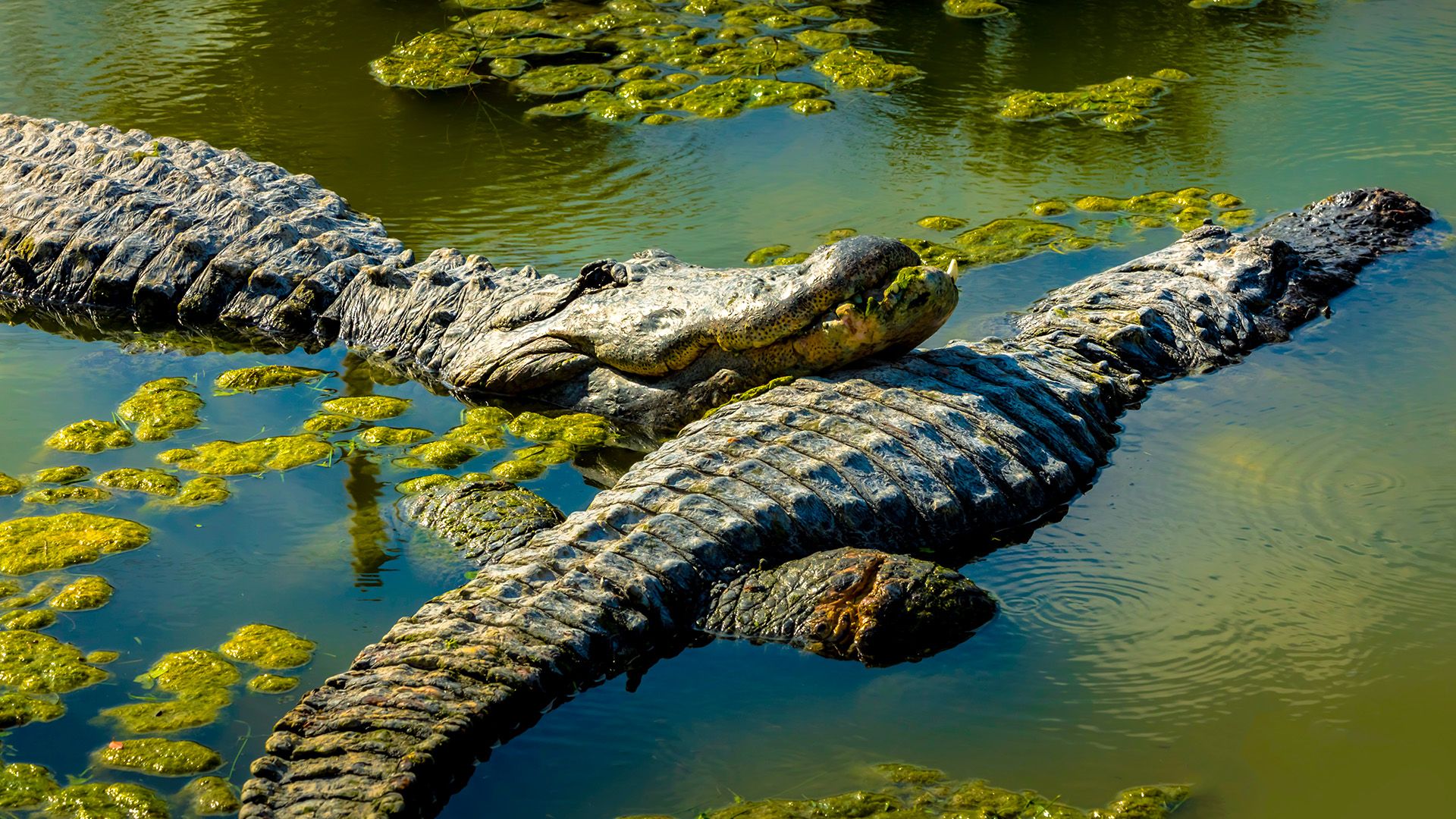 The Only National Park With Wild Alligators and Crocodiles Together