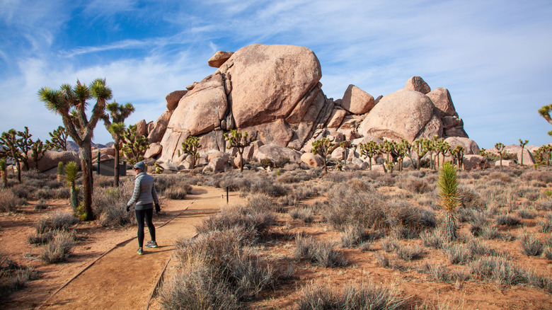 5 Unforgettable Winter Hiking Trails in Joshua Tree National Park