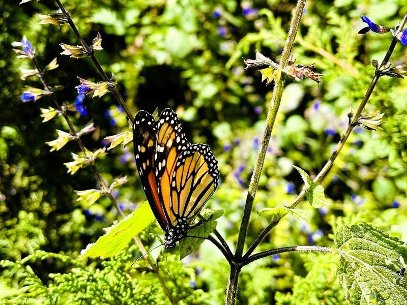 Chasing Monarchs to Mexico: A Journey Through the Butterfly Reserve