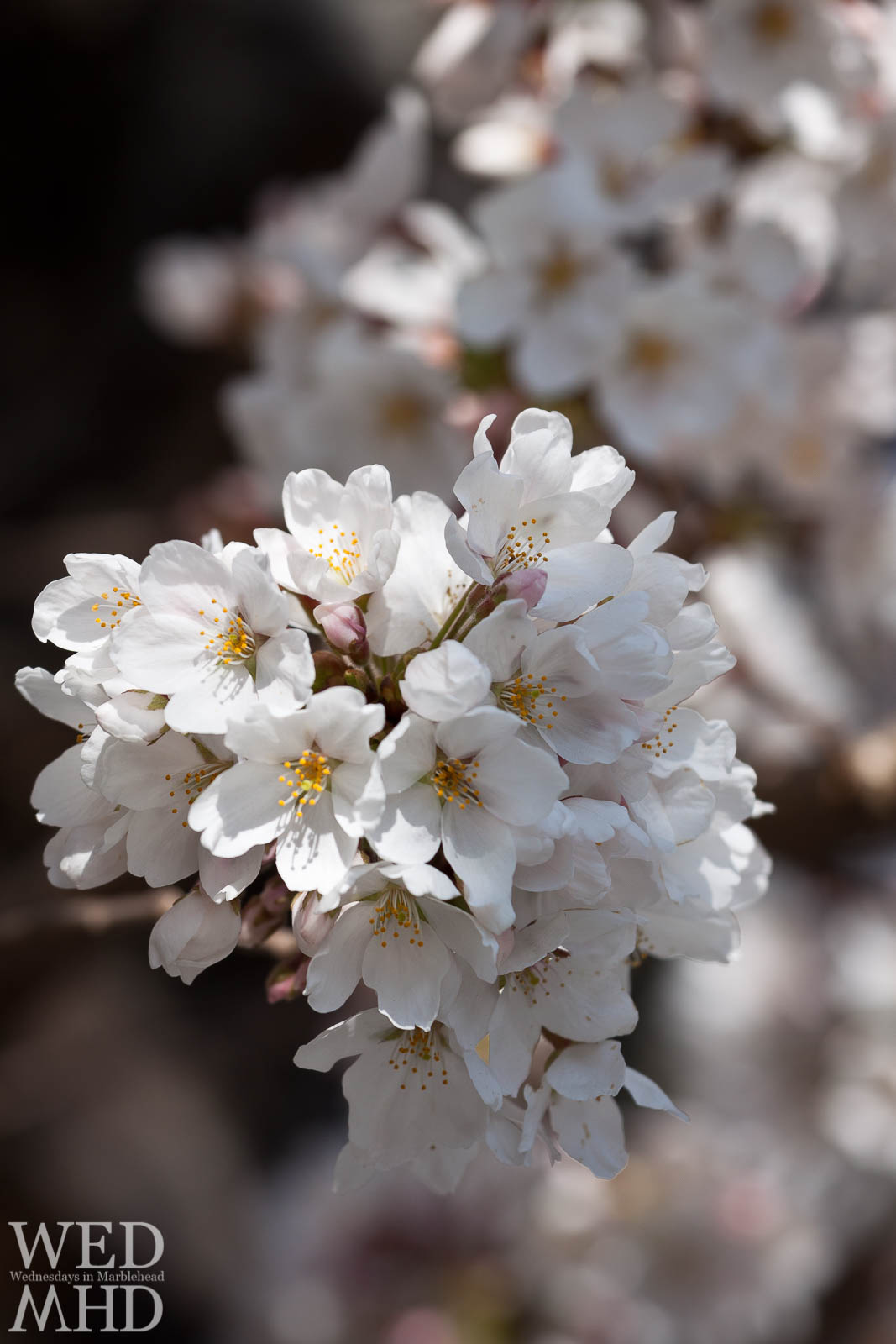 When Do Duke Gardens’ Cherry Blossoms Reach Peak Bloom?
